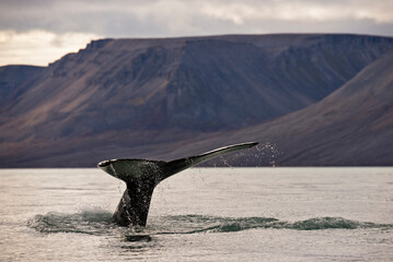 Whale tail