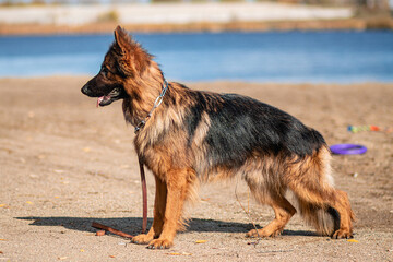 Portrait of a German Shepherd on a walk in autumn.