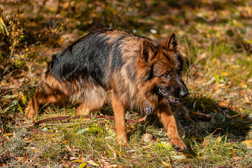 Portrait of a German Shepherd on a walk in autumn.