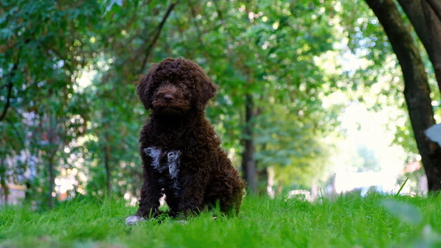 Cute brown puppy lagotto romagnolo sitting on the grass and lookicng at camera in summer. Space for text
