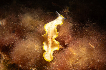 Euryleptidae is a family of marine polyclad flatworms.