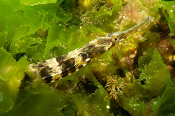 The black-striped pipefish (Syngnathus abaster) in natural habitat