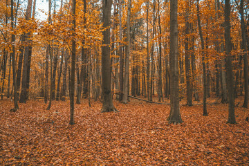 Autumn forest landscape in the morning