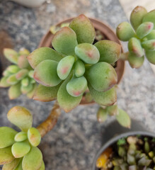 close up of a plant