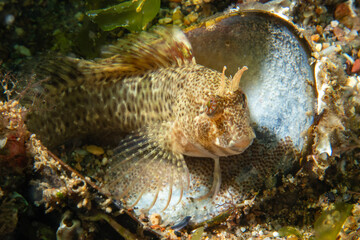 A blenny standing on her eggs