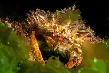 Lesser spider crab (Maja crispata) in natural habitat