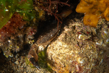Crab (Xantho poressa) in natural habitat