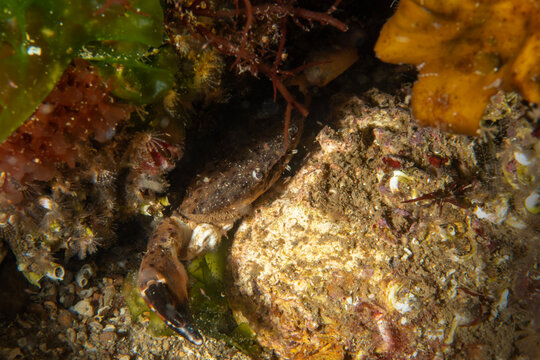 Crab (Xantho poressa) in natural habitat