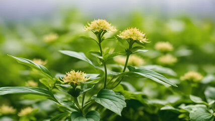 Herbs in a pot,  Close-up of a plant, Siberian ginseng flower  medicine plant wallpaper