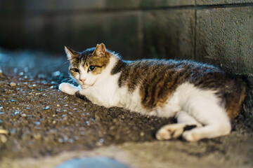 夜の野良三毛猫