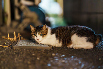 夜の野良三毛猫