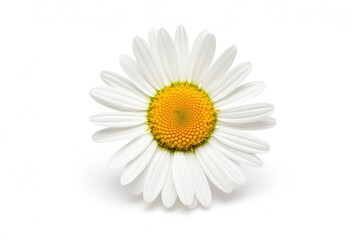 Fototapeta na wymiar Common daisy isolated on white background.