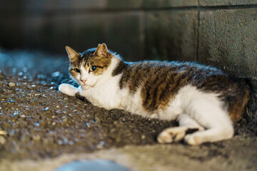 夜の野良三毛猫