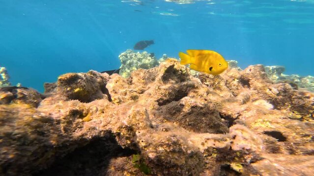 Beautiful underwater scenery with various types of fish and coral reefs. Egypt. Red Sea. FIsh. Travel Concept.