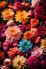 Colorful autumn chrysanthemum flowers as a background.