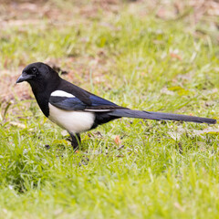 Magpie on grass