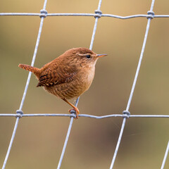 Wren on a wire