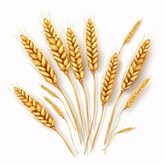 Wheat Ears on White Background