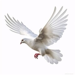 White Dove in Flight on White Background - Classic Style