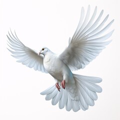 Fototapeta premium Elegant White Dove in Flight - Classic Style