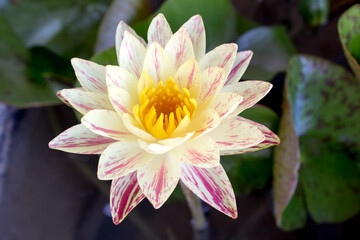 pink water lilly,beautiful lotus flower,
beautiful advertising background concept