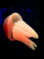 Sea life, jellyfish