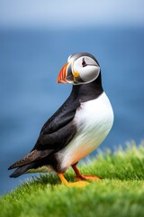 Puffin bird on a green grass patch.