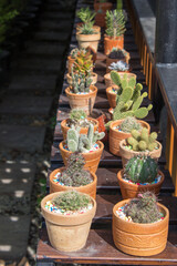 Fototapeta na wymiar cactus in pots