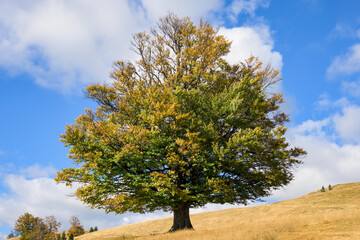 A tree with yellow-orange leaves on a clearing with dry grass, on an autumn day. Solitude.