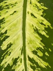 Yellow leaf background with green border