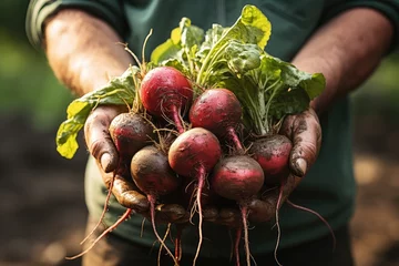 Fotobehang fresh ripe radish in farmer hands on field. Organic farming ,Generative Ai © suthiwan