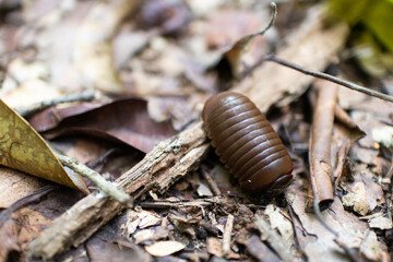 Pill millipede on the ground in the rainforest, Thailand.