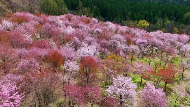 桜の咲く庭園の絶景　空撮