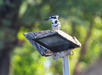 Pied kingfisher stood perched on spotlight post
