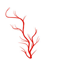 Human veins. Red silhouette vessel