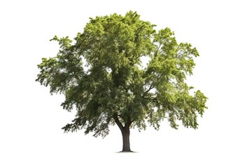 Green ash tree on white background.