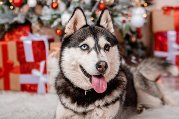 Portrait of a husky dog sitting against the background of Christmas decorations.