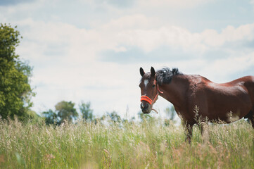 adult brown horses eat hay in the paddock in winter. close-up shooting