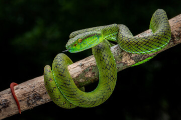 Siberut Pitviper (Trimeresurus whitteni) is a new species of pit viper (found in 2022) endemic to Siberut island, Mentawai Islands in Sumatera, Indonesia.