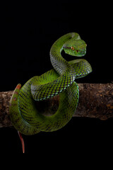 Siberut Pitviper (Trimeresurus whitteni) is a new species of pit viper (found in 2022) endemic to Siberut island, Mentawai Islands in Sumatera, Indonesia.