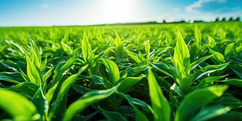 Field of vibrant green biofuel crops.