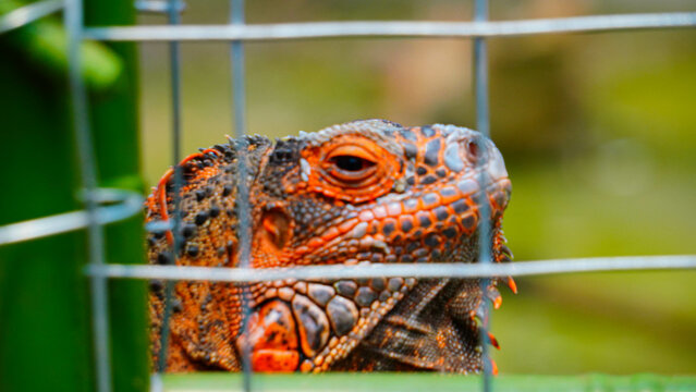 close up photo of iguana reptile in cage