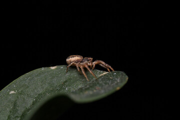 xysticus kochi spider macro photo