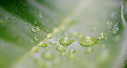 Rain drops on green leaf close up shot, Refresh nature background