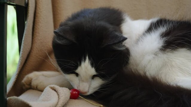 Sleepy and sick outbred black and white cat in bed sniffs cherries and falls asleep again. Lazy, arrogant cat shows no interest in vegetarianism and ignores berry on chair in backyard.