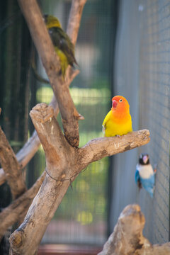 colorful parrot sits on a branch