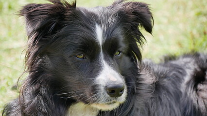 Border collie