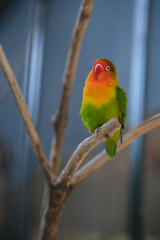 colorful parrot sits on a branch