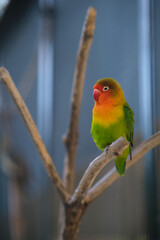 colorful parrot sits on a branch
