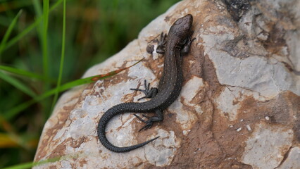 Salamander